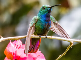 Bronze-tailed Plumeleteer Chalybura urochrysia in Costa Rica