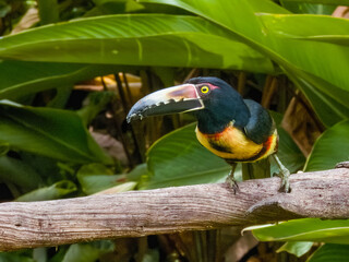 Collared Aracari Pteroglossus torquatus in Costa Rica