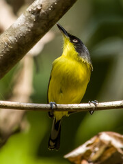 Common Tody-Flycatcher Todirostrum cinereum in Costa Rica