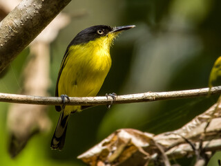Common Tody-Flycatcher Todirostrum cinereum in Costa Rica