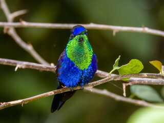 Crowned Woodnymph Thalurania colombica in Costa Rica