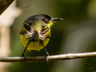 Common Tody-Flycatcher Todirostrum cinereum in Costa Rica