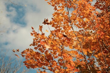 Low-angle view of gorgeous autumnal leaves illuminated by sunlight