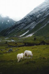 Fototapeta premium Scenic view of a mountain in the countryside, featuring two sheep grazing on the lush green grass.