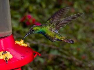 Green-breasted Mango Anthracothorax prevostii in Costa Rica
