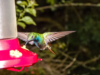 Green-breasted Mango Anthracothorax prevostii in Costa Rica