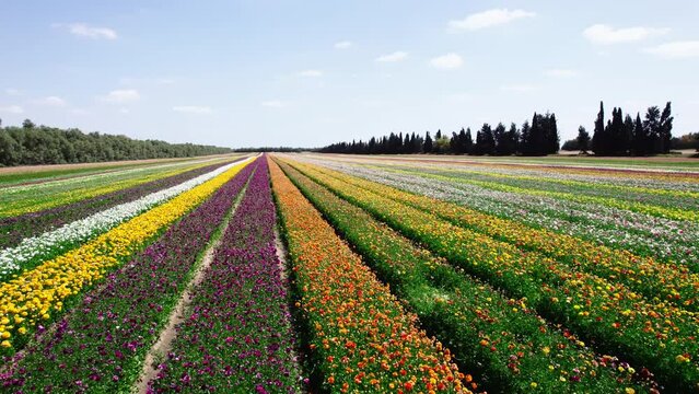 Field aerial video of Ranunculus in Kibbutz Nir Yitzhak