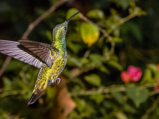 Green-breasted Mango Anthracothorax prevostii in Costa Rica