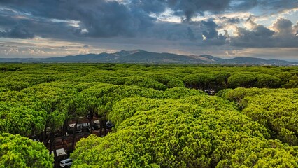 Obraz premium Majestic view of pines trees in the forest featuring mountains and dramatic clouds, Italy, Tuscany