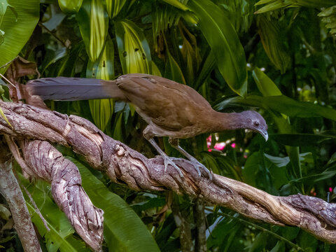 Grey-headed Chachalaca  Ortalis cinereiceps in Costa Rica