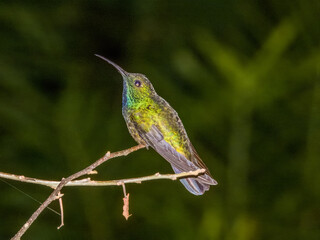 Green-breasted Mango Anthracothorax prevostii in Costa Rica