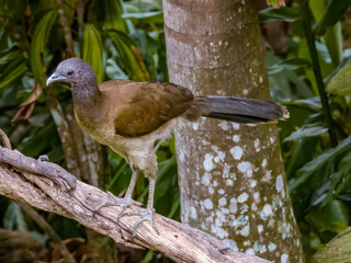 Grey-headed Chachalaca  Ortalis cinereiceps in Costa Rica