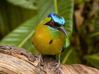 Lesson's Motmot Momotus lessonii in Costa Rica