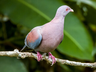 Red-billed Pigeon Patagioenas flavirostris in Costa Rica
