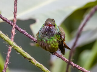Rufous-tailed Hummingbird Amazilia tzacatl in Costa Rica