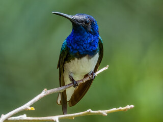 Obraz premium White-necked Jacobin Florisuga mellivora in Costa Rica