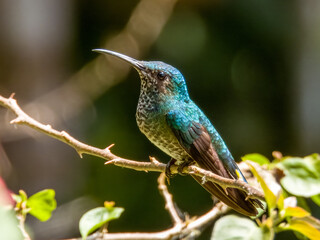 White-necked Jacobin Florisuga mellivora in Costa Rica
