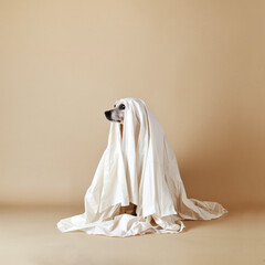 Dog in ghost costume with white sheet on beige background