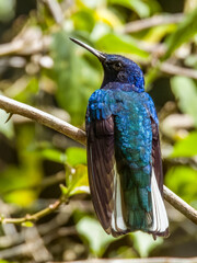 White-necked Jacobin Florisuga mellivora in Costa Rica