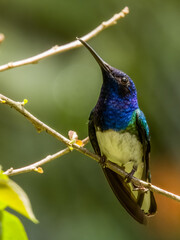 White-necked Jacobin Florisuga mellivora in Costa Rica