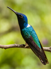 White-necked Jacobin Florisuga mellivora in Costa Rica