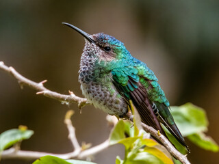 White-necked Jacobin Florisuga mellivora in Costa Rica