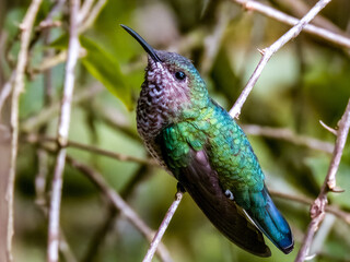 Naklejka premium White-necked Jacobin Florisuga mellivora in Costa Rica
