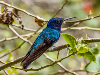 Naklejka premium White-necked Jacobin Florisuga mellivora in Costa Rica