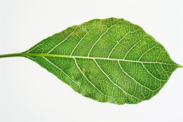 Obraz premium Close-up of a vibrant green leaf with intricate veins