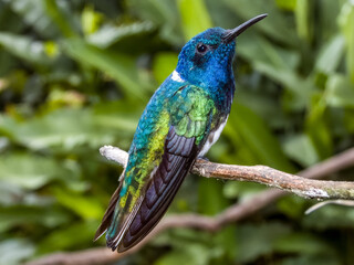White-necked Jacobin Florisuga mellivora in Costa Rica
