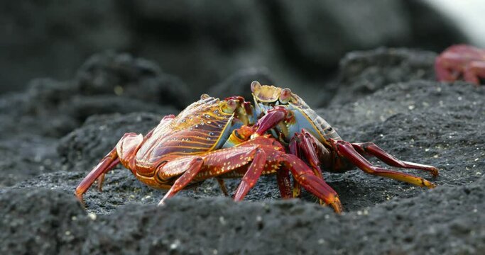 Closeup of red rock crabs mating on black stone.