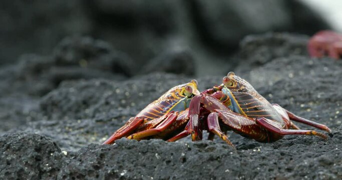 Couple of crabs initiating a mating session on a rock in Galapagos.