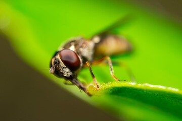Detailed close-up macro of a Ladder Backed Hover Fly sucking nectar from a plant lief. Melanostoma scalare