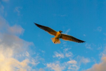 Low-angle shot of a gull flying majestically through a cloudy sky