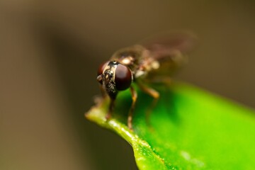 Detailed close-up macro of a Ladder Backed Hover Fly sucking nectar from a plant lief. Melanostoma scalare