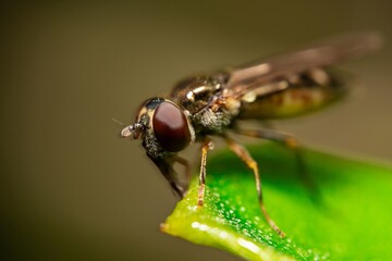 Detailed close-up macro of a Ladder Backed Hover Fly sucking nectar from a plant lief. Melanostoma scalare