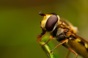 Detailed close-up macro of a Ladder Backed Hover Fly sucking nectar from a plant lief. Melanostoma...