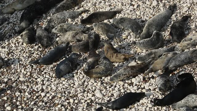 Grey Seals, Halichoerus grypus, resting on the beach at Flamborough Head at high tide.