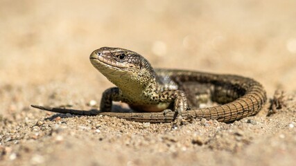 Small viviparous lizard (Zootoca vivipara) perched on a sandy surface