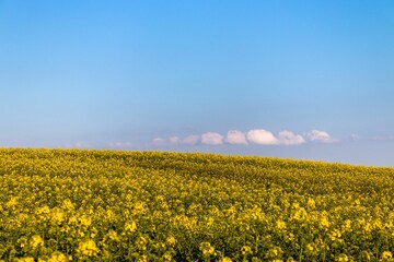 Idyllic meadow with abundant yellow wildflowers in full bloom, beneath a bright blue sky