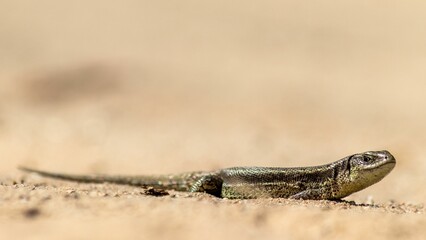 Small viviparous lizard (Zootoca vivipara) perched on a sandy surface