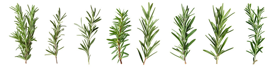 Fototapeta premium Rosemary png element set on transparent background