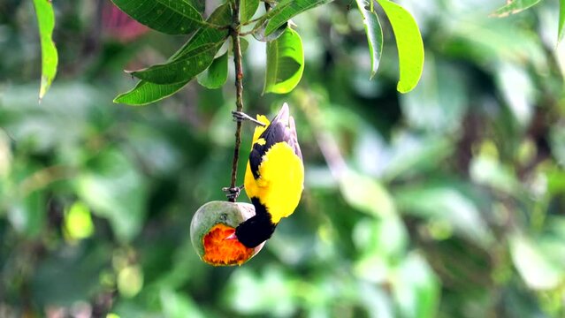 beautiful indian  golden oriole bird eating ripe mango. green and blur background