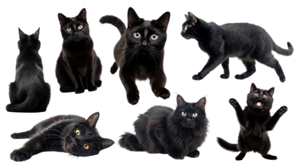 Black cats png element set on transparent background