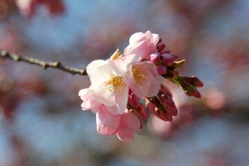 Close-up of pastel pink cherry blossoms against a softly blurred background