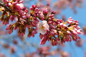Close-up of pastel pink cherry blossoms against a blurred background