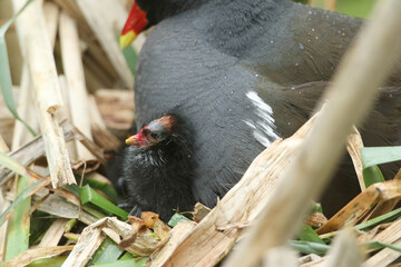 A Moorhen chick, allinula chloropus, poking its head out from underneath the parent bird sitting on...