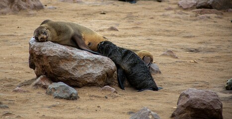 Fototapeta premium Adorable seal taking a nap on a rocky surface in a natural outdoor setting