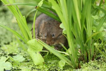 An endangered Water Vole, Arvicola amphibius, hidden in the reeds at the edge of a pond feeding on...