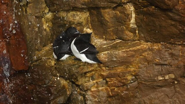 A pair of Razorbills, Alca torda, resting on the cliff face during breeding season. One of the birds is gently preening the other bird. It is all part of courtship behaviour.
